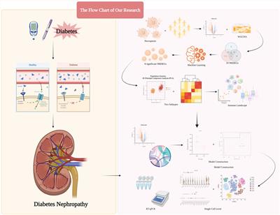 Identification of necroptosis-related features in diabetic nephropathy and analysis of their immune microenvironent and inflammatory response